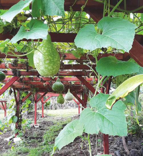 Ipu Stories—From Seed to Stage - Ke Ola Magazine