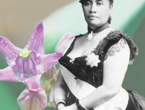 Queen Lili‘uokalani and her favorite flower, the crown flower